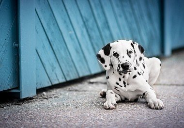 Dalmatian