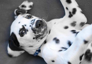 Dalmatian