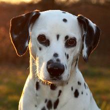 Dalmatian (Dalmatian) 