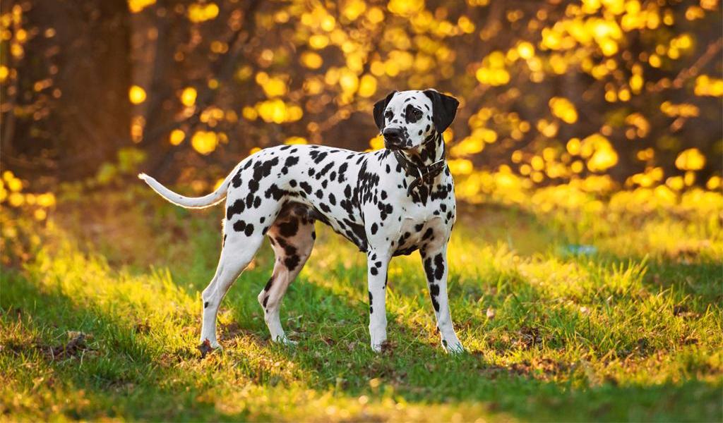 Dalmatian