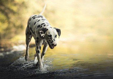 Dalmatian