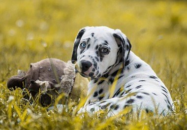 Dalmatian