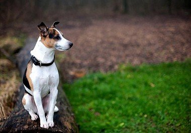 Jack-Russell Terrier