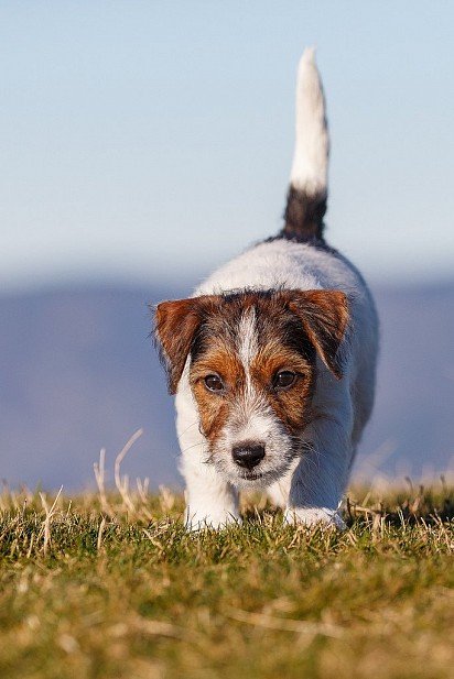 Hard-haired Jack Russell Terrier puppy