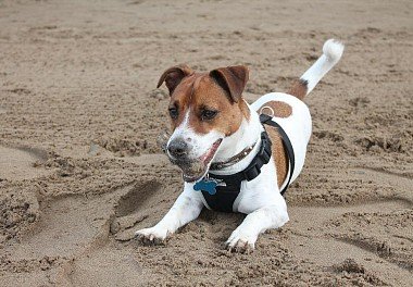 Jack-Russell Terrier