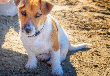 Jack Russell Terrier