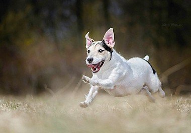 Jack Russell Terrier