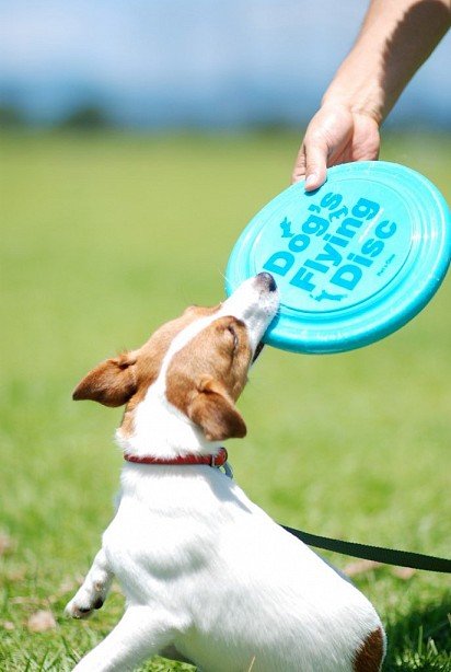 Playing Frisbee with a Jack Russell Terrier