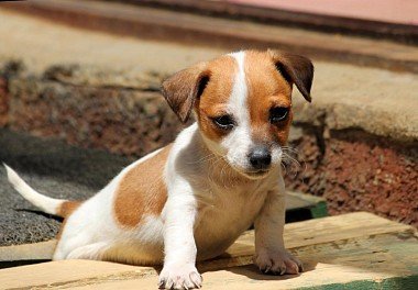 Jack-Russell Terrier
