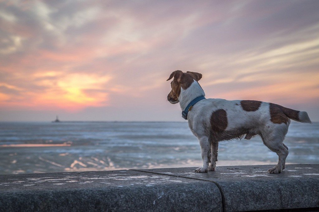 Jack Russell Terrier admiring the sunset