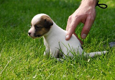 Jack-Russell Terrier