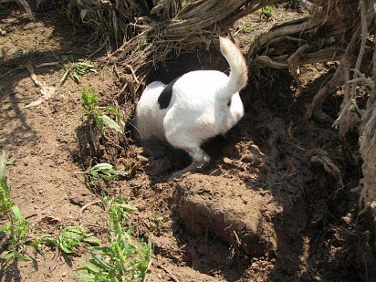 Jack-Russell explores the burrow