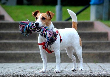 Jack-Russell Terrier