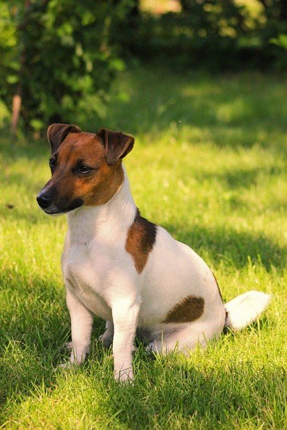 Smooth-haired Jack Russell Terrier