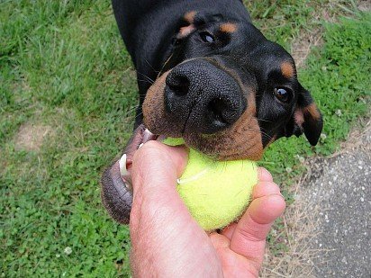 I want a ball! 