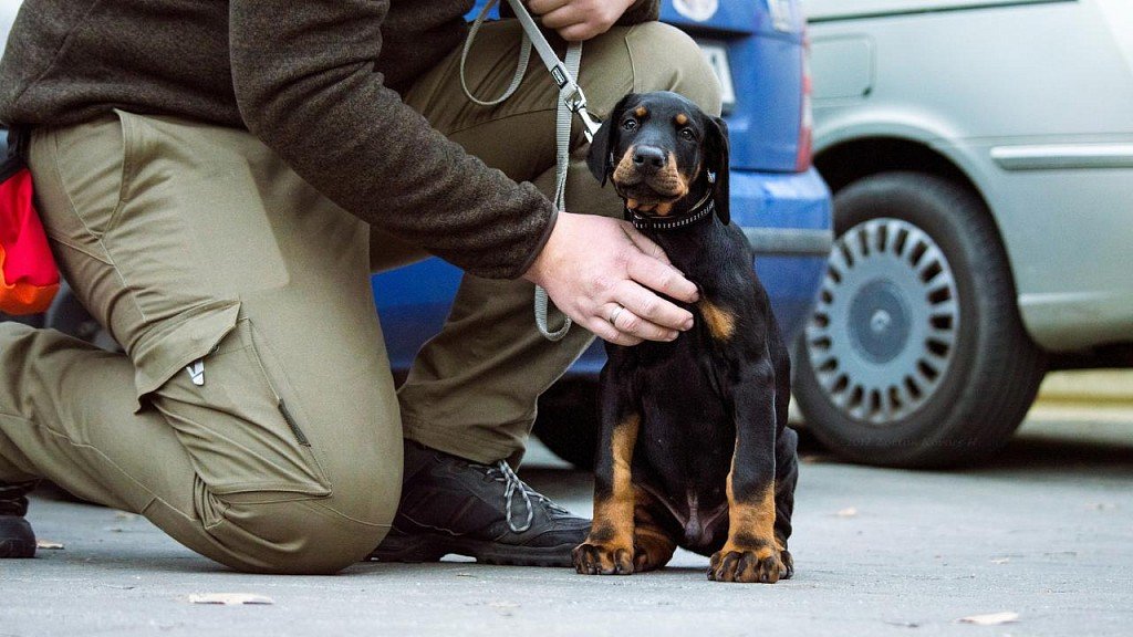 Doberman puppy