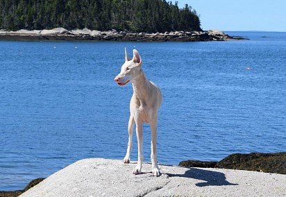 White Doberman is considered a deviation from the standard