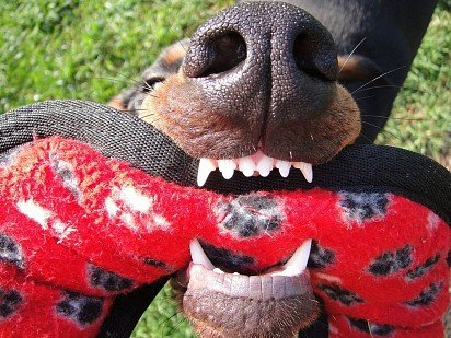 Doberman Teeth