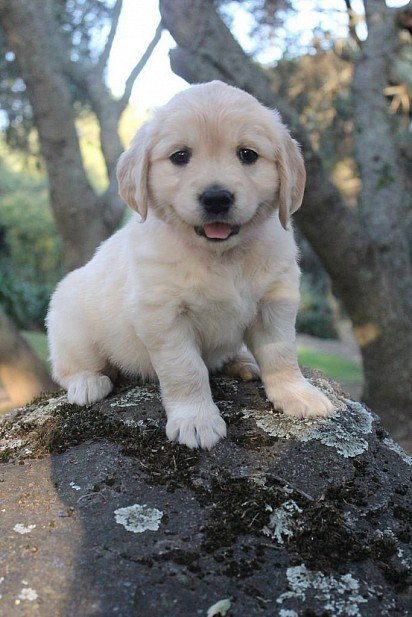 Cream-colored golden retriever puppy
