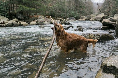 Golden Retriever playing in a mountain river