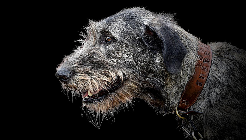 Irish Wolfhound muzzle