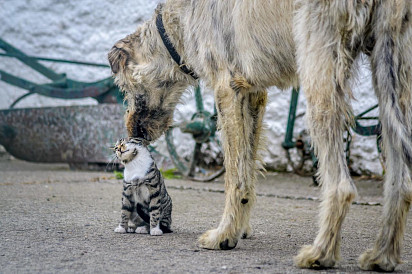 Irish Wolfhound plays with kitty
