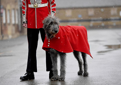 Irish Wolfhound in Her Majesty's Service