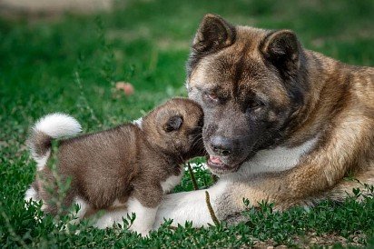 American Akita puppy with mom