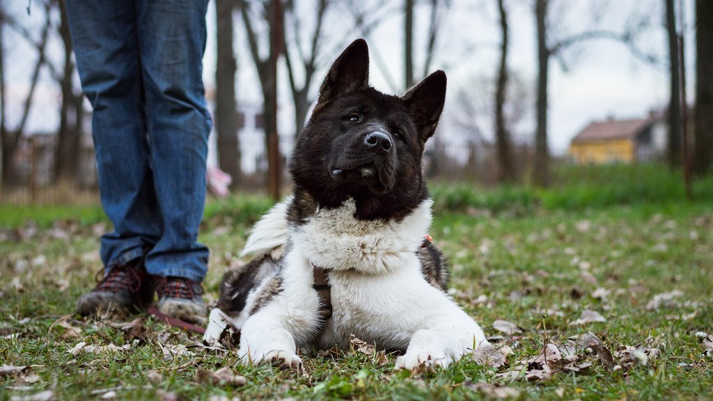 American Akita with owner