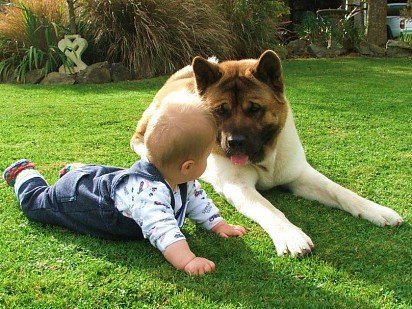 American Akita with baby