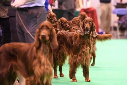 Irish Setter on display