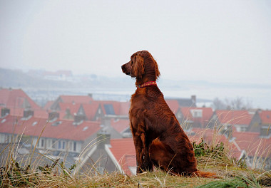 Irish Setter