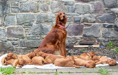 Mom with puppies
