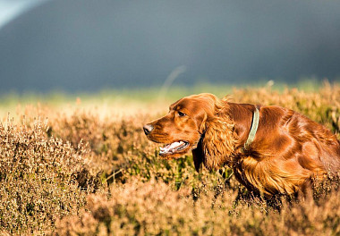 Irish Setter