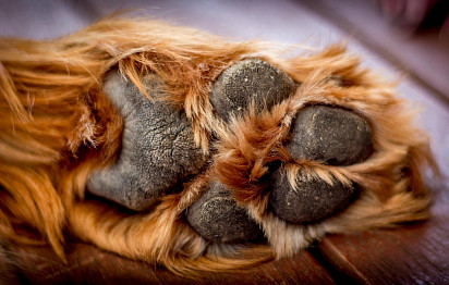 Red Setter's Paw