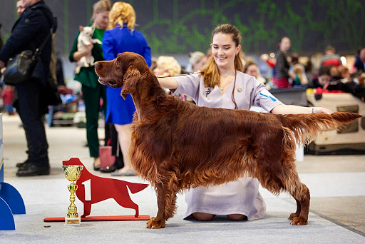 Irish Setter