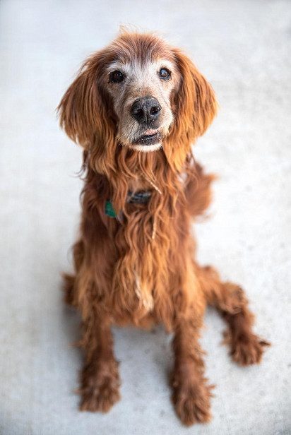 Irish Setter puppy with white streaks on muzzle and nose