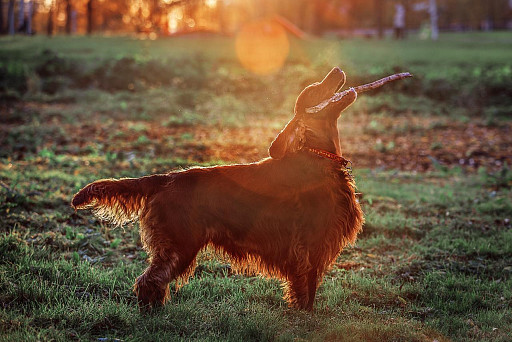 Irish Setter