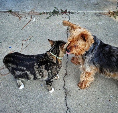 Yorkshire Terrier and Cat