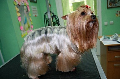 Yorkshire Terrier after grooming