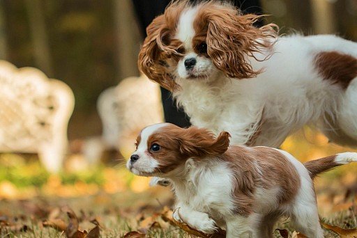 Cavalier-King-Charles-Spaniel