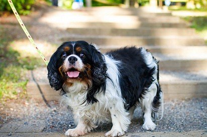 Cavalier-King-Charles-Spaniel on leash