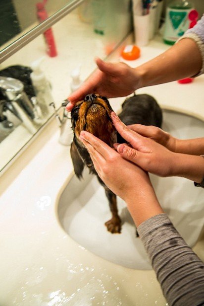 Washing a Cavalier King Charles Spaniel