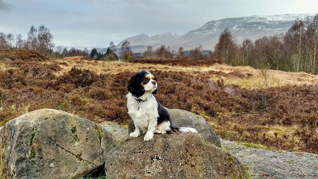 Cavalier King Charles Spaniel