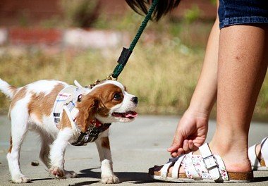 Cavalier King Charles Spaniel