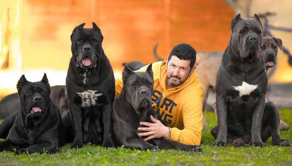 Cane Corso with owner