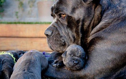 Cane Corso puppies with mom