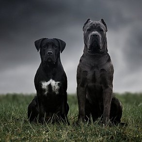 Cane Corso