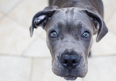 Cane Corso