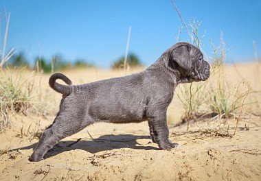 Cane Corso